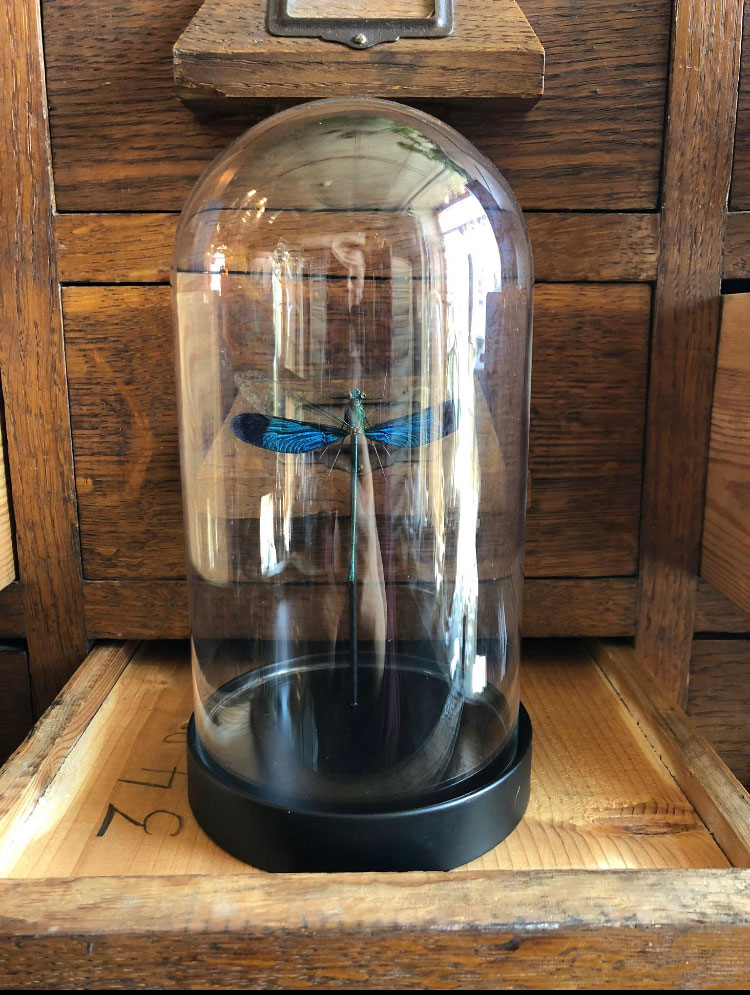 Cloche libellule verte