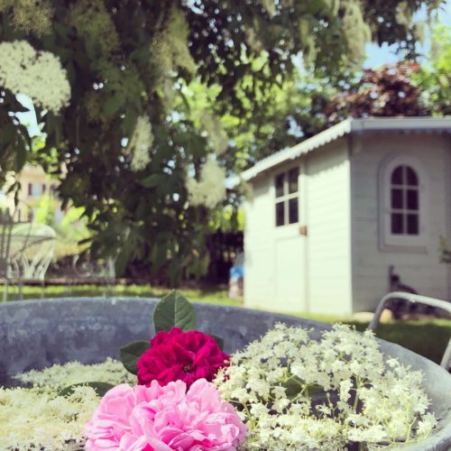 Expo au Jardin - Cerise Noire