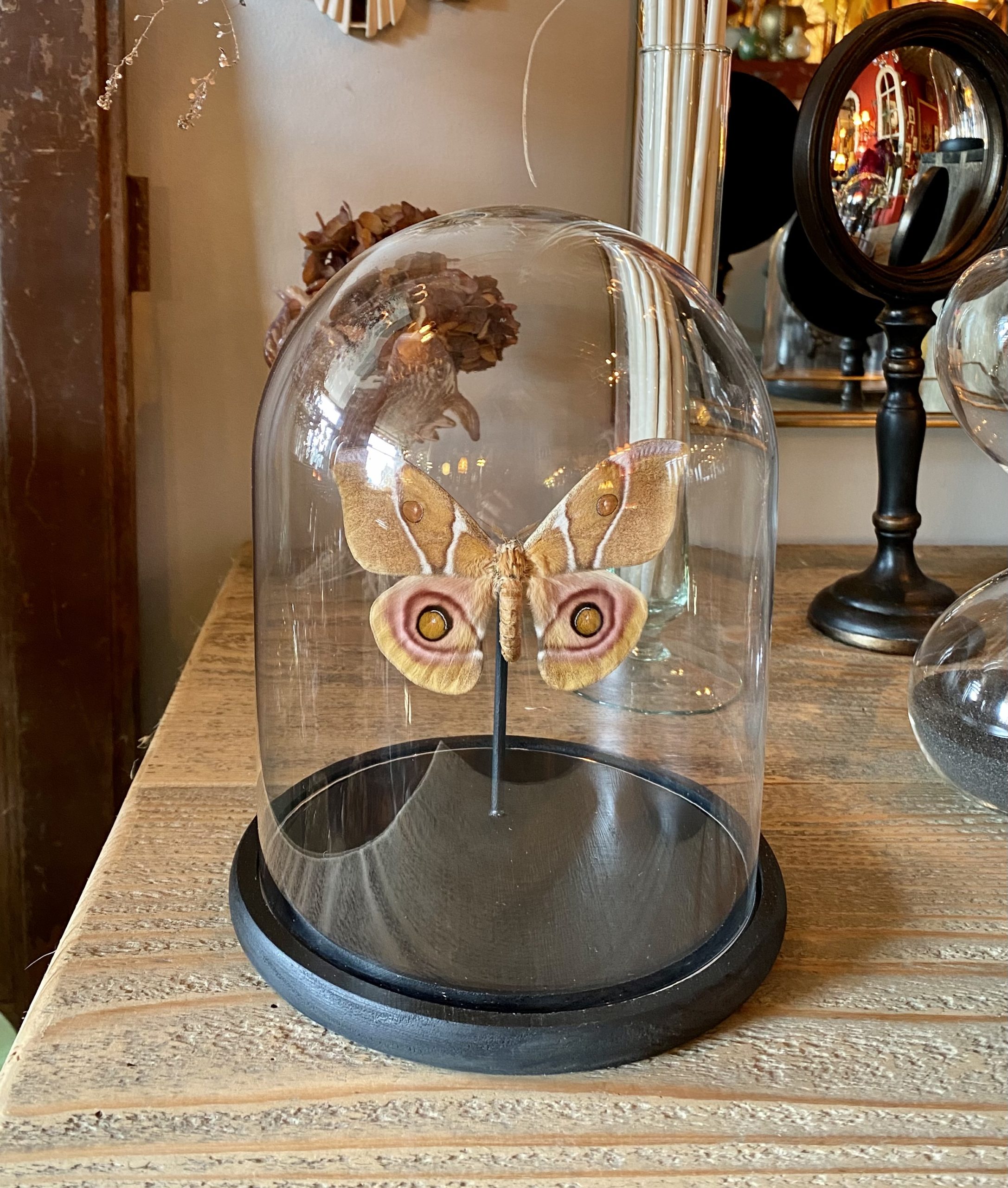 Papillon Anterina Suraka cerise noire Papillon Anterina Suraka cerise noire