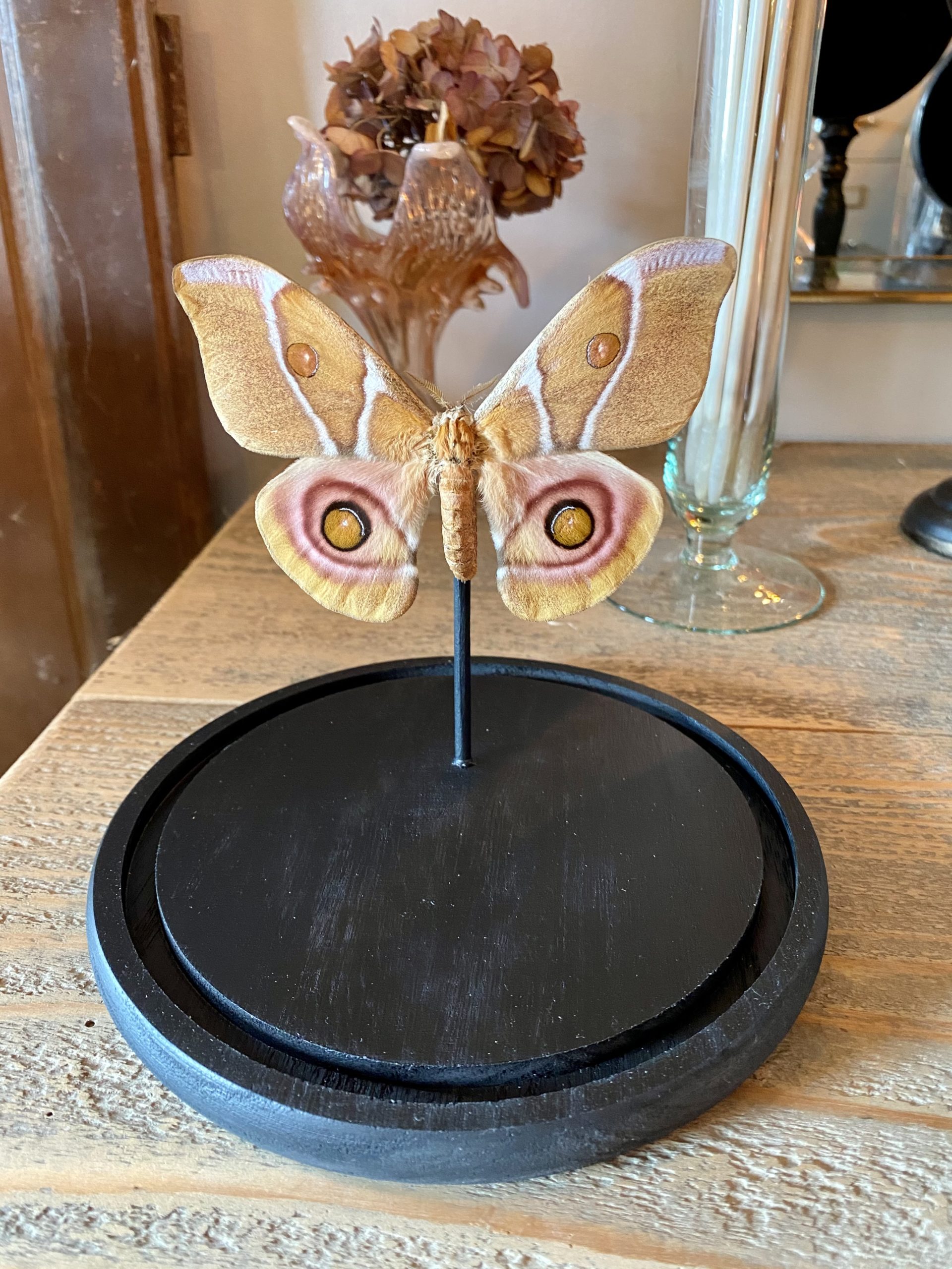 Papillon Anterina Suraka cerise noire Papillon Anterina Suraka cerise noire