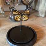 Papillon Danaus atropos cerise noire