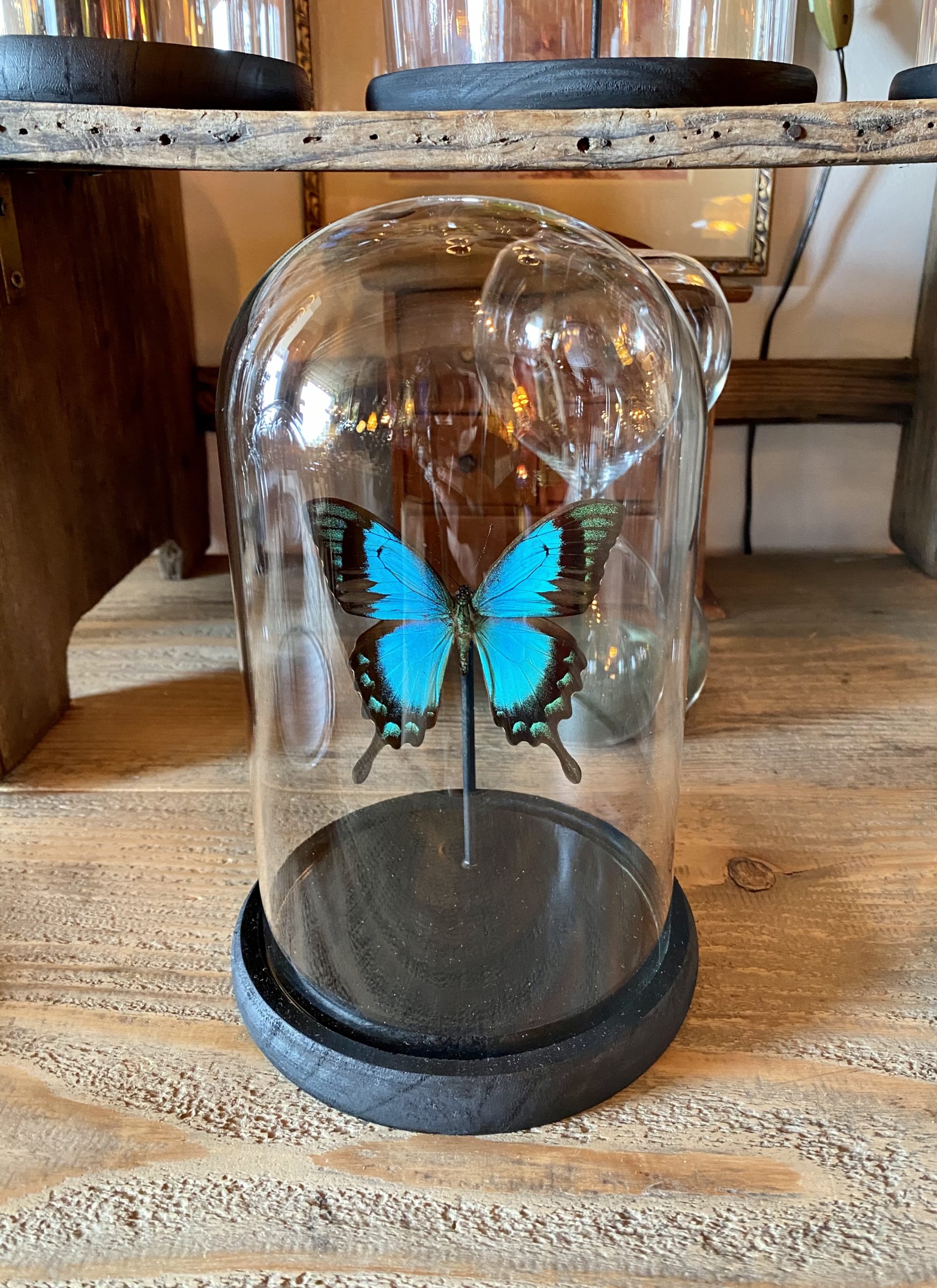 papillon lorquinianus sous dôme Cerise Noire papillon lorquinianus sous dôme Cerise Noire