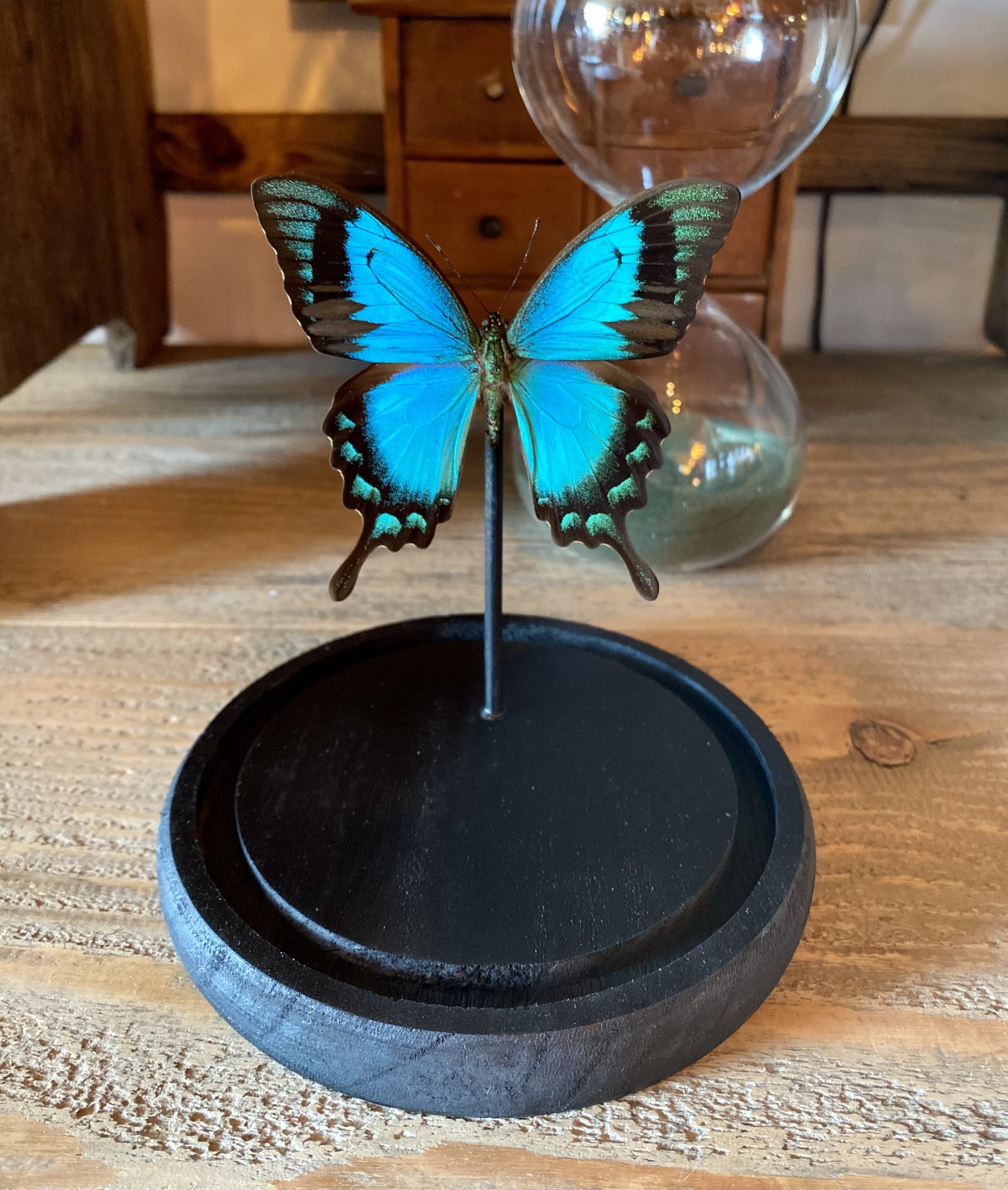 papillon lorquinianus sous dôme Cerise Noire papillon lorquinianus sous dôme Cerise Noire