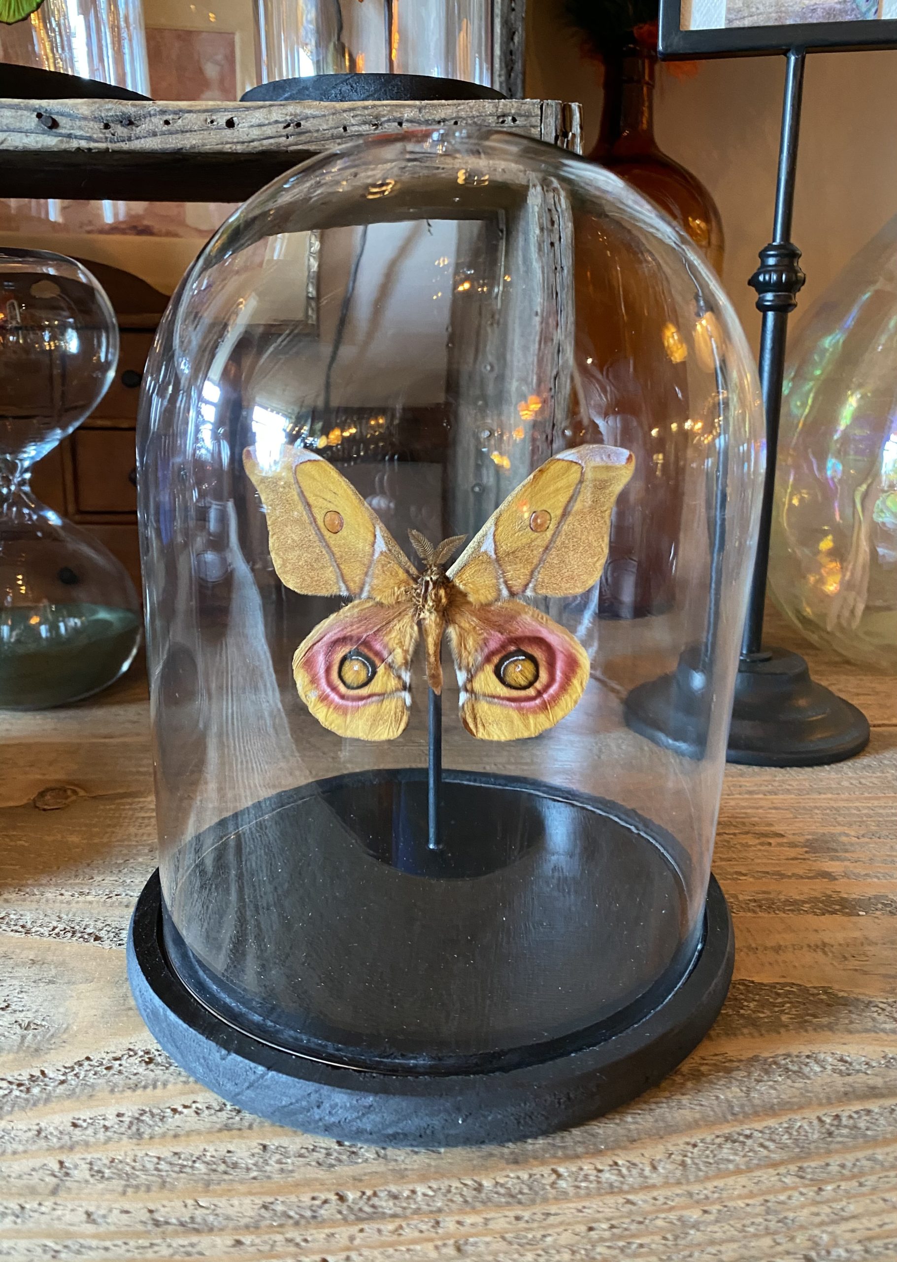 Papillon Anterina Suraka cerise noire Papillon Anterina Suraka cerise noire