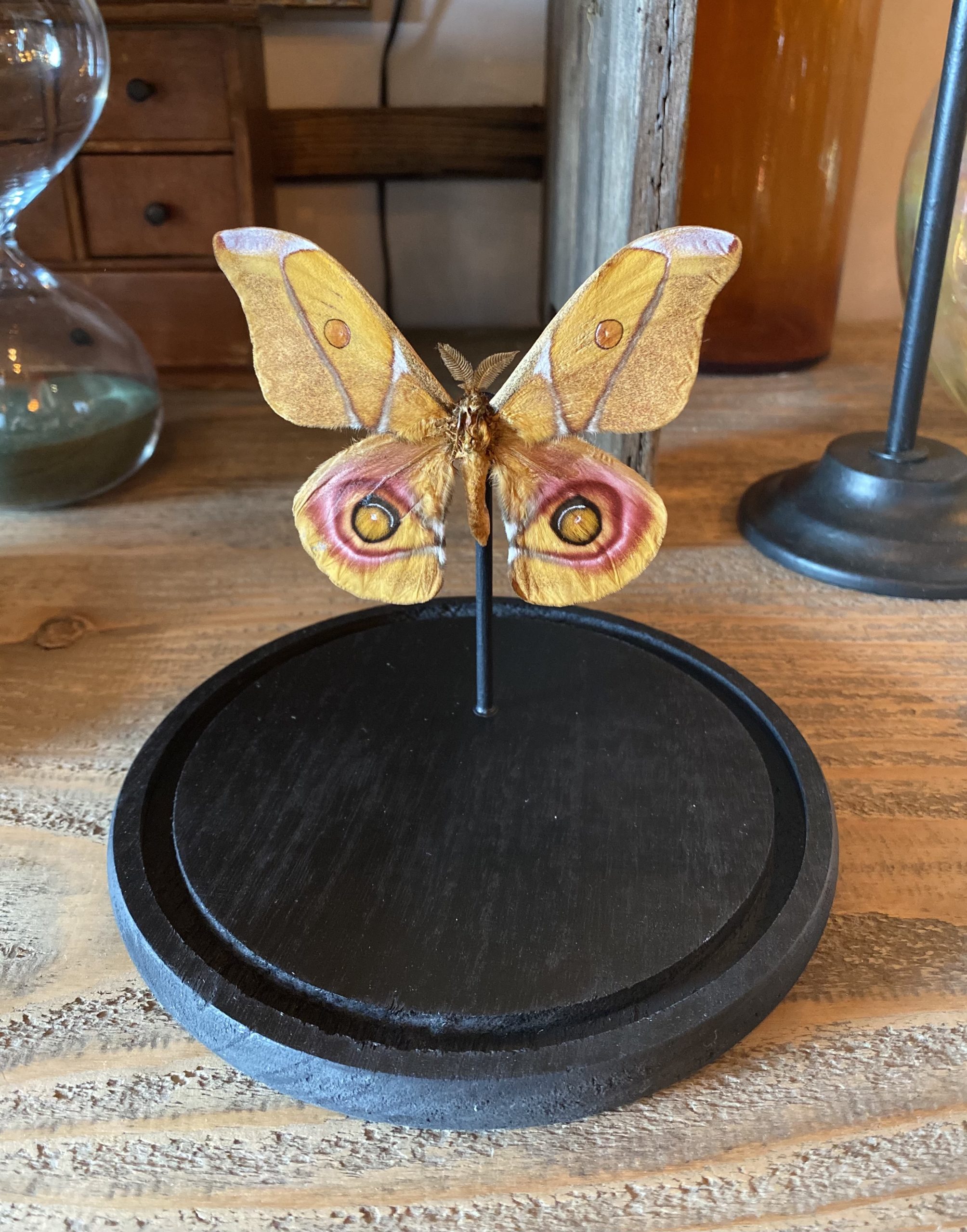 Papillon Anterina Suraka cerise noire Papillon Anterina Suraka cerise noire