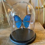 papillon morpho menelaus cerise noire