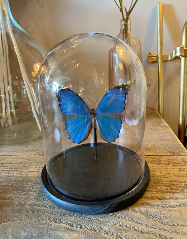 papillon morpho menelaus cerise noire