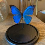 papillon morpho menelaus cerise noire