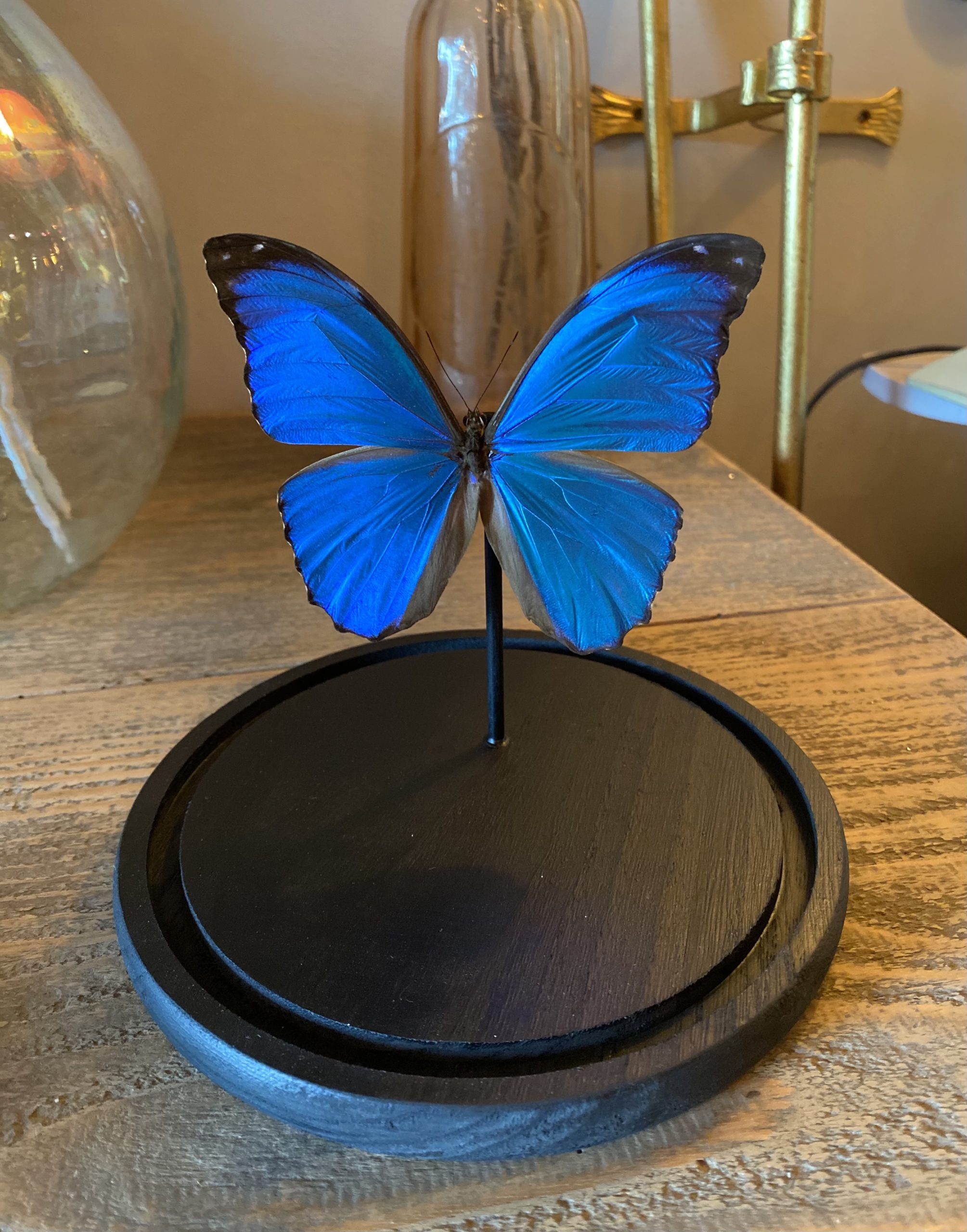 papillon morpho menelaus cerise noire papillon morpho menelaus cerise noire