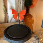 Papillon Sangaris sous dome Cerise Noire