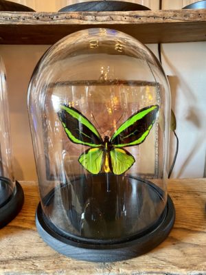 Papillon ornithoptera priamus atropos cerise noire