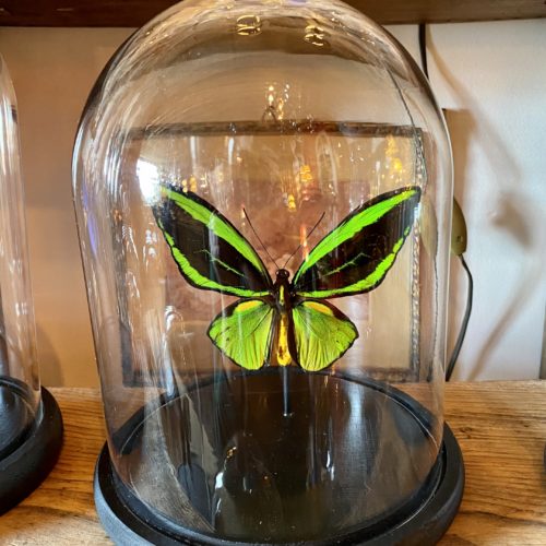 Papillon ornithoptera priamus atropos cerise noire