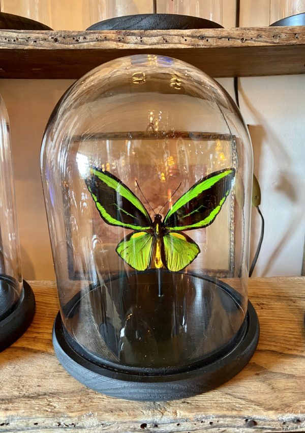 Papillon ornithoptera priamus atropos cerise noire