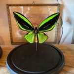 Papillon ornithoptera priamus atropos cerise noire