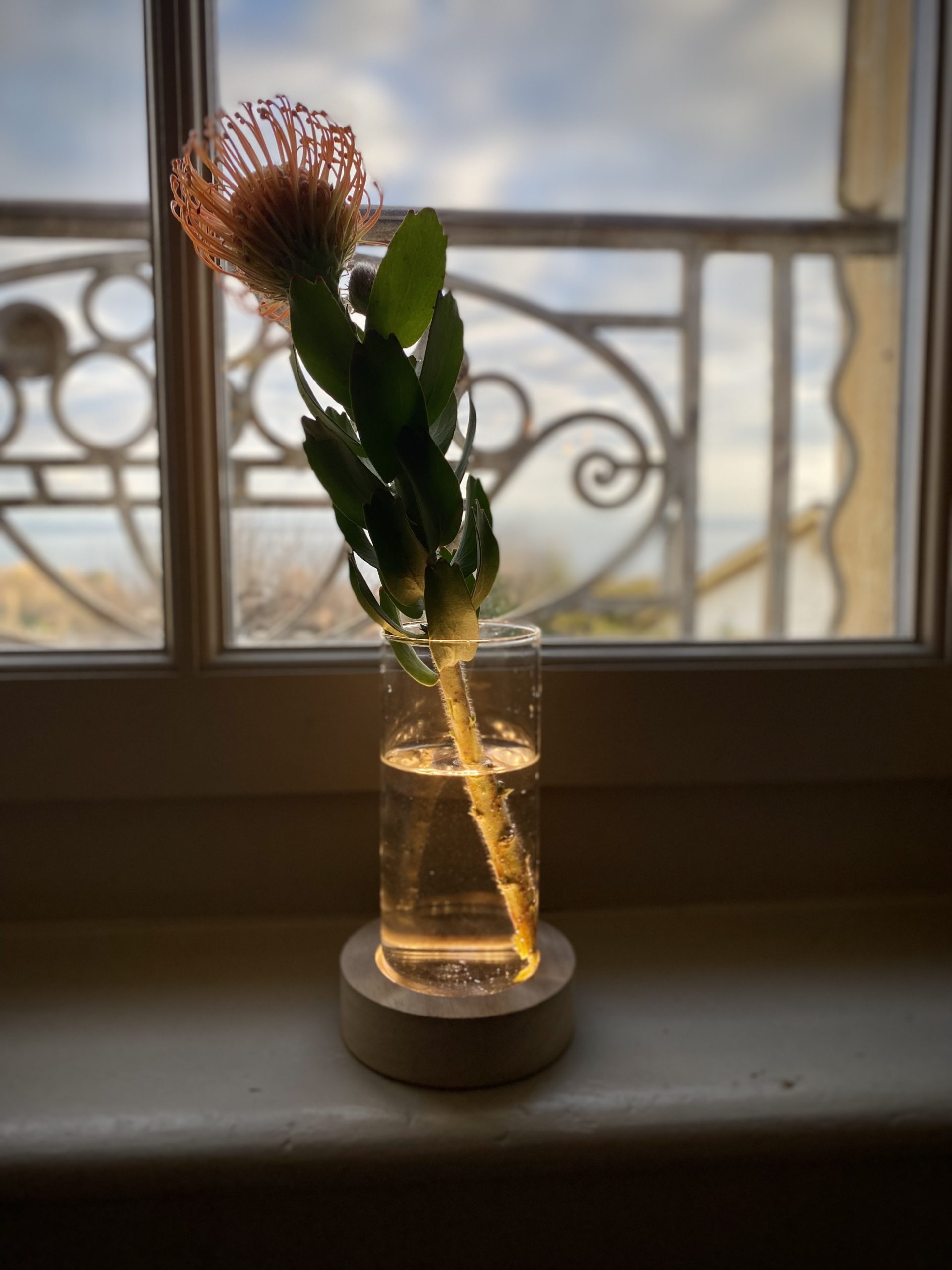 soliflore led cerise noire soliflore led cerise noire