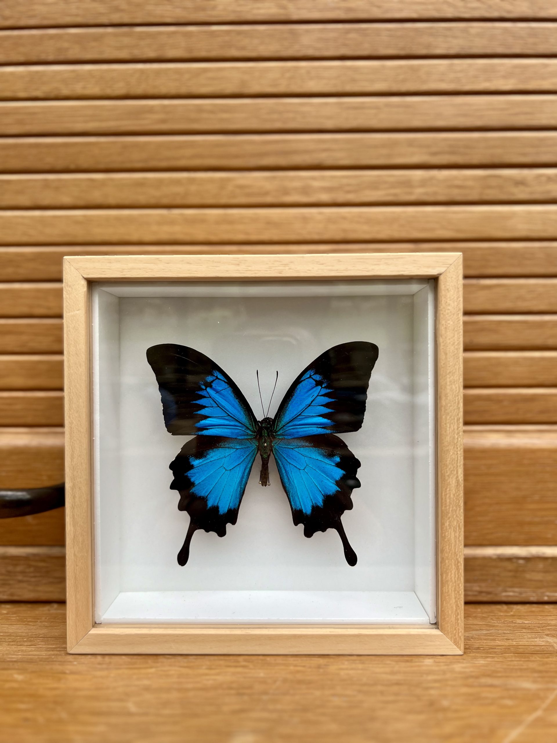 cadre-papillon-bleu cadre-papillon-bleu