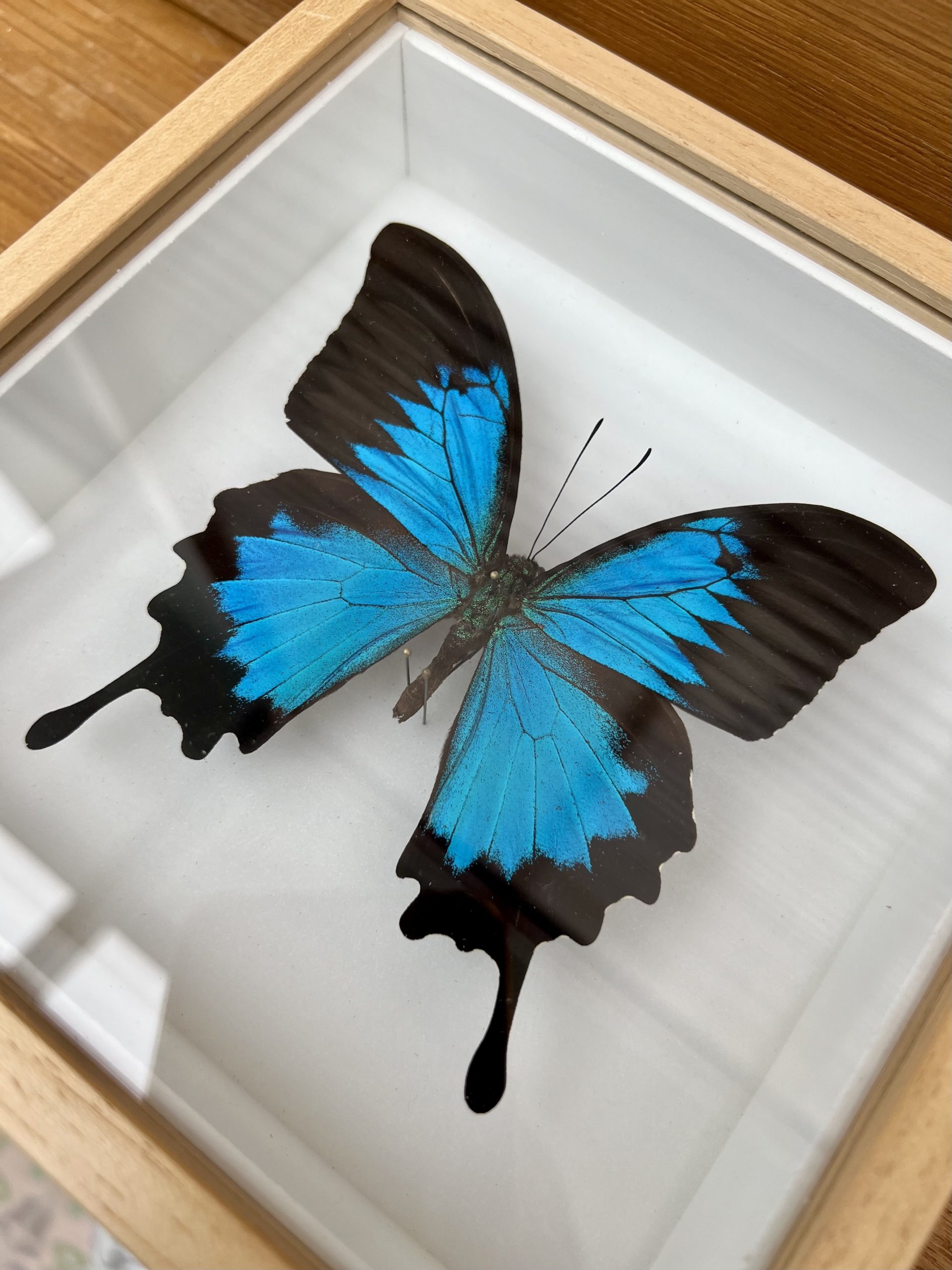 cadre-papillon-bleu cadre-papillon-bleu