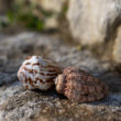 coquillage