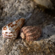 coquillage