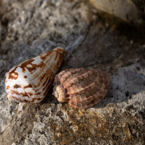coquillage